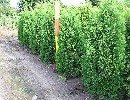 Thuja occidentalis 'Columna'